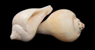 Conch Shell